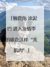 缠鹿角 涂泥巴 进入发情季的雄鹿这样“秀肌肉”